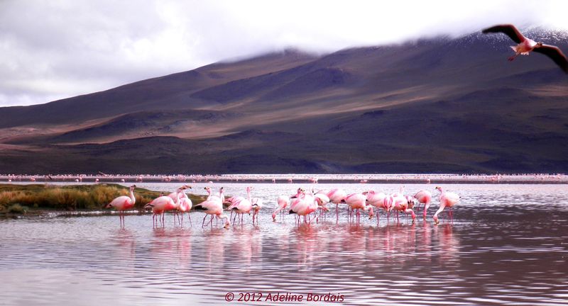 Fichier:La laguna colorada, Bolivie.jpg