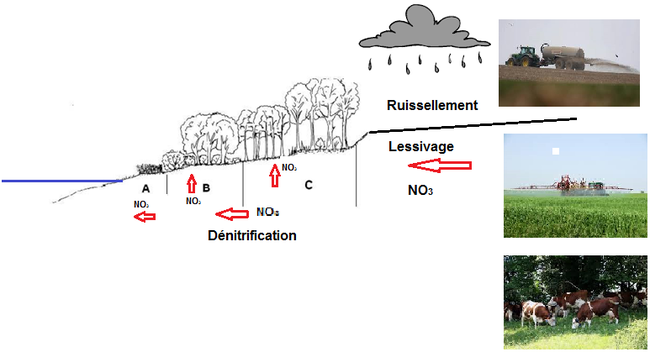 FonctionsRipisylve - Schema2.png