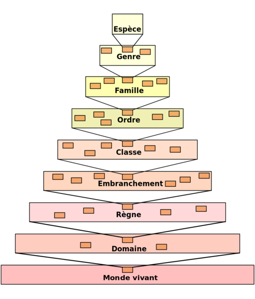 Fichier:800px-Taxonomic hierarchy.svg.png